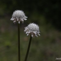 Eriocaulon thysanocephalum S.M.Phillips